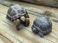 Aldabra Figurine .jpg