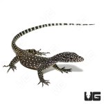 ug_blue_tail_monitor_2.jpg