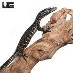 ug_blue_tail_monitor_4.jpg