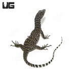 ug_blue_tail_monitor_3.jpg