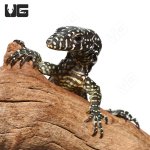 ug_blue_tail_monitor_1.jpg