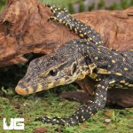 ug_baby_asian_water_monitor_4.jpg