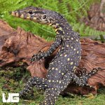 ug_baby_asian_water_monitor_3.jpg
