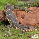 ug_baby_asian_water_monitor_2.jpg