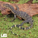 ug_baby_asian_water_monitor_1.jpg
