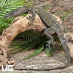 ug_Adult_Black_Roughneck_Monitor_4.jpg