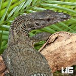 ug_Adult_Black_Roughneck_Monitor_3.jpg