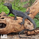 ug_Black_Dragon_4.jpg