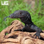 ug_Black_Dragon_3.jpg