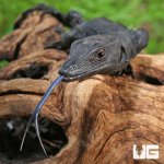 ug_Black_Dragon_2.jpg