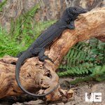 ug_Black_Dragon_1.jpg