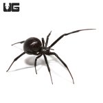 ug_western_black_widow_4.jpg