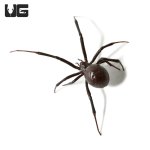 ug_western_black_widow_3.jpg
