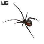 ug_western_black_widow_2.jpg