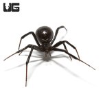 ug_western_black_widow_1.jpg