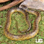 ug_Gold_Bellied_Marsh_Snake_4.jpg
