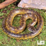 ug_Gold_Bellied_Marsh_Snake_3.jpg