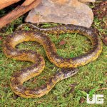 ug_Gold_Bellied_Marsh_Snake_2.jpg