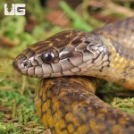 ug_Gold_Bellied_Marsh_Snake_1.jpg