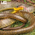 ug_Long_Tailed_Whip_Snake_5.jpg
