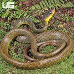ug_Long_Tailed_Whip_Snake_4.jpg