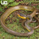 ug_Long_Tailed_Whip_Snake_3.jpg