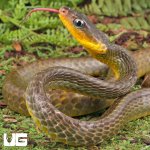 ug_Long_Tailed_Whip_Snake_2.jpg