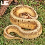 ug_Male_Enchi_Spinner_Ball_Python_2.jpg