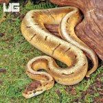 ug_Male_Enchi_Spinner_Ball_Python_1.jpg