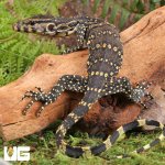 ug_Baby_Madura_Island_Water_Monitor_6.jpg