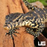 ug_Baby_Madura_Island_Water_Monitor_4.jpg