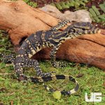ug_Baby_Madura_Island_Water_Monitor_3.jpg
