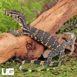 ug_Baby_Madura_Island_Water_Monitor_1.jpg
