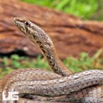 ug_Common_Big_Eye_Snake_4.jpg