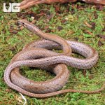 ug_Common_Big_Eye_Snake_3.jpg
