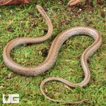 ug_Common_Big_Eye_Snake_2.jpg