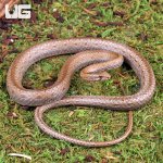 ug_Common_Big_Eye_Snake_1.jpg