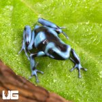 ug_CB_Blue_And_Black_Auratus_Dart_Frog_4.jpg