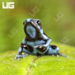 ug_CB_Blue_And_Black_Auratus_Dart_Frog_3.jpg