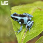 ug_CB_Blue_And_Black_Auratus_Dart_Frog_2.jpg