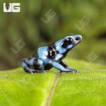 ug_CB_Blue_And_Black_Auratus_Dart_Frog_1.jpg