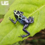 ug_CB_Yellow_Sipaliwini_Tinctorius_Dart_Frog_4.jpg