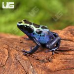 ug_CB_Yellow_Sipaliwini_Tinctorius_Dart_Frog_1.jpg