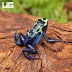 ug_CB_Yellow_Sipaliwini_Tinctorius_Dart_Frog_3.jpg