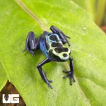 ug_CB_Yellow_Sipaliwini_Tinctorius_Dart_Frog_2.jpg