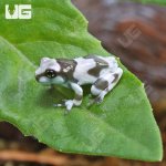 ug_CB_Baby_Amazon_Milk_Frog_4.jpg