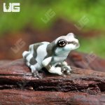ug_CB_Baby_Amazon_Milk_Frog_3.jpg