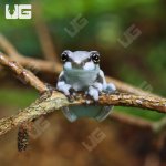 ug_CB_Baby_Amazon_Milk_Frog_2.jpg