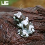 ug_CB_Baby_Amazon_Milk_Frog_1.jpg