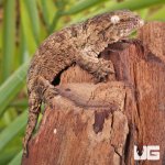 ug_Baby_Gran_Terra_Nu_Ana_Leachianus_Gecko _#1_5.jpg